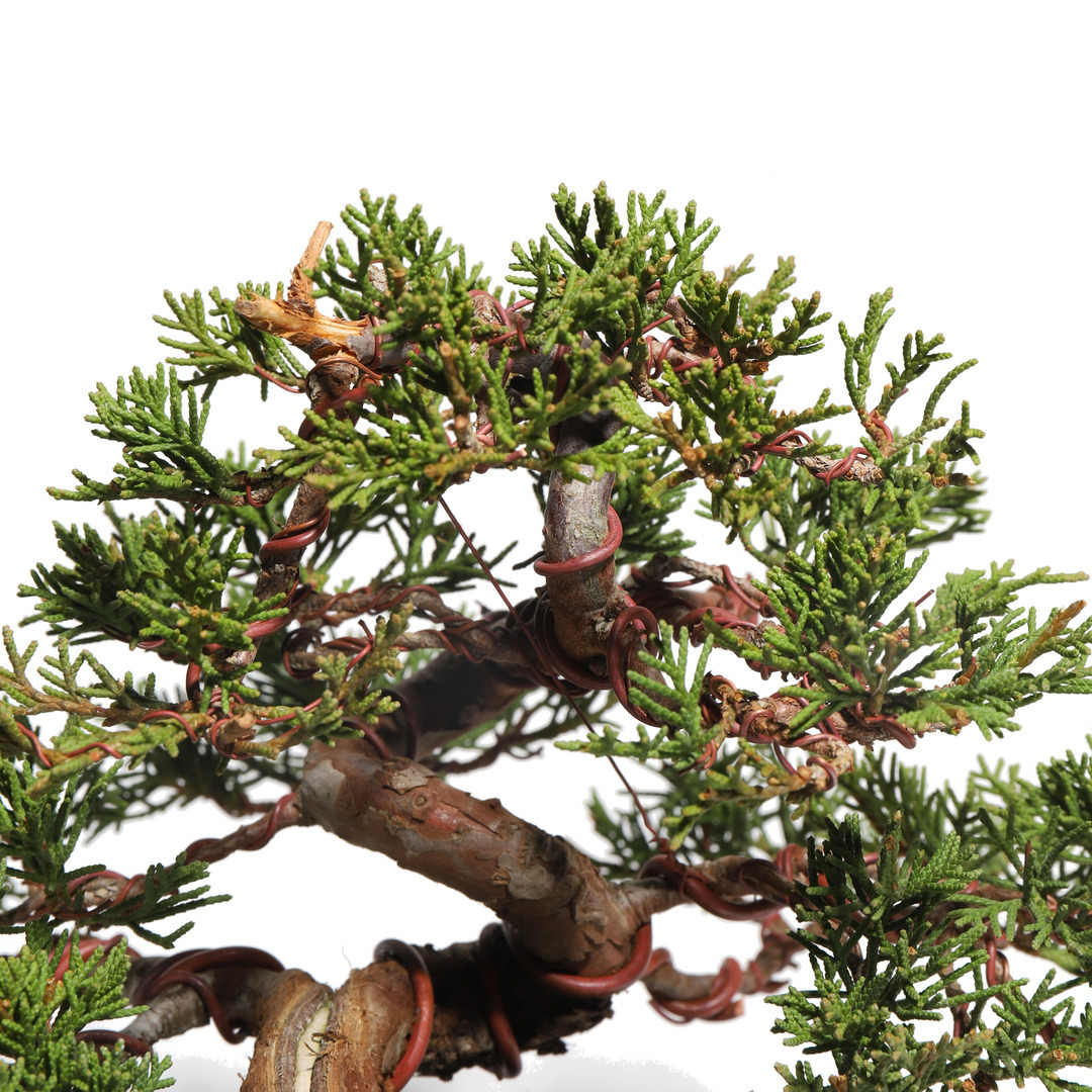 真柏 -Japanese Juniper- （推定樹齢30年）-M0005-｜TRADMAN'S BONSAI